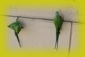 parrots1